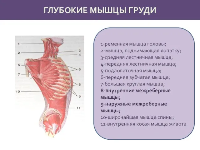ГЛУБОКИЕ МЫШЦЫ ГРУДИ 1-ременная мышца головы; 2-мышца, поднимающая лопатку; 3-средняя лестничная мышца;