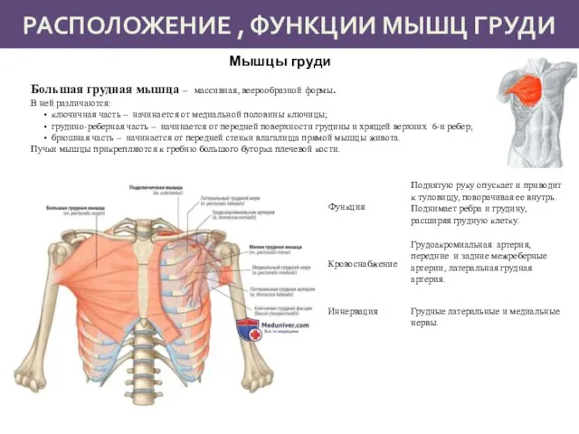 РАСПОЛОЖЕНИЕ , ФУНКЦИИ МЫШЦ ГРУДИ Мышцы груди Большая грудная мышца – массивная,