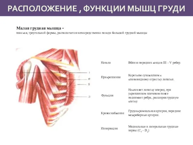 РАСПОЛОЖЕНИЕ , ФУНКЦИИ МЫШЦ ГРУДИ Малая грудная мышца - плоская, треугольной формы,