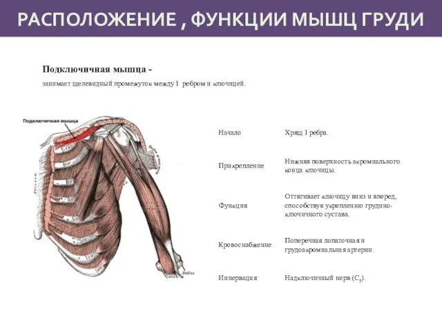 РАСПОЛОЖЕНИЕ , ФУНКЦИИ МЫШЦ ГРУДИ Подключичная мышца - занимает щелевидный промежуток между I ребром и ключицей.