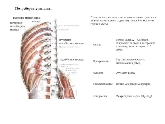 Подреберные мышцы Представлены мышечными и сухожильными пучками в нижней части заднего отдела внутренней поверхности грудной клетки.