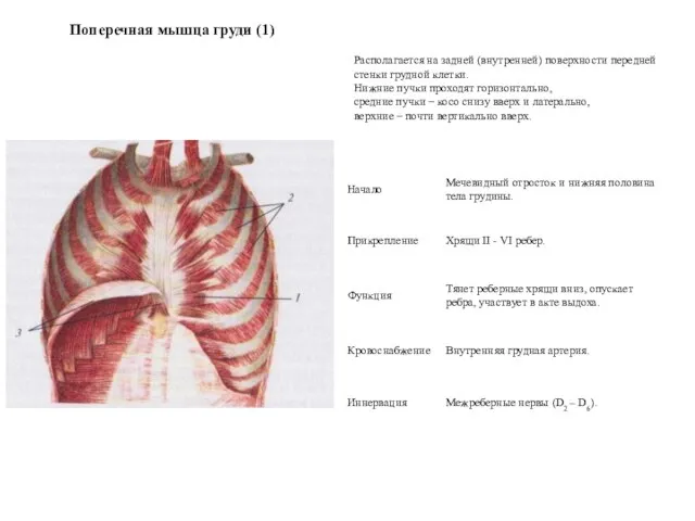 Поперечная мышца груди (1) Располагается на задней (внутренней) поверхности передней стенки грудной