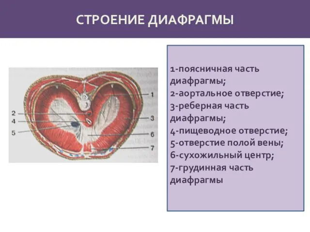 СТРОЕНИЕ ДИАФРАГМЫ 1-поясничная часть диафрагмы; 2-аортальное отверстие; 3-реберная часть диафрагмы; 4-пищеводное отверстие;