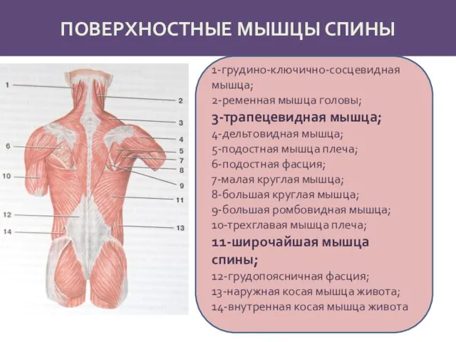 ПОВЕРХНОСТНЫЕ МЫШЦЫ СПИНЫ 1-грудино-ключично-сосцевидная мышца; 2-ременная мышца головы; 3-трапецевидная мышца; 4-дельтовидная мышца;