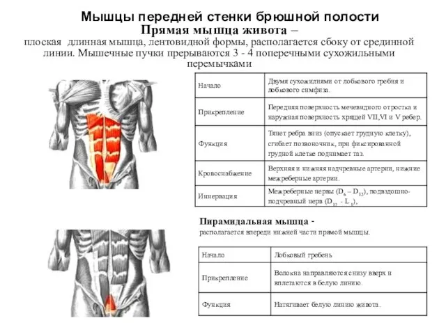 Мышцы передней стенки брюшной полости Прямая мышца живота – плоская длинная мышца,