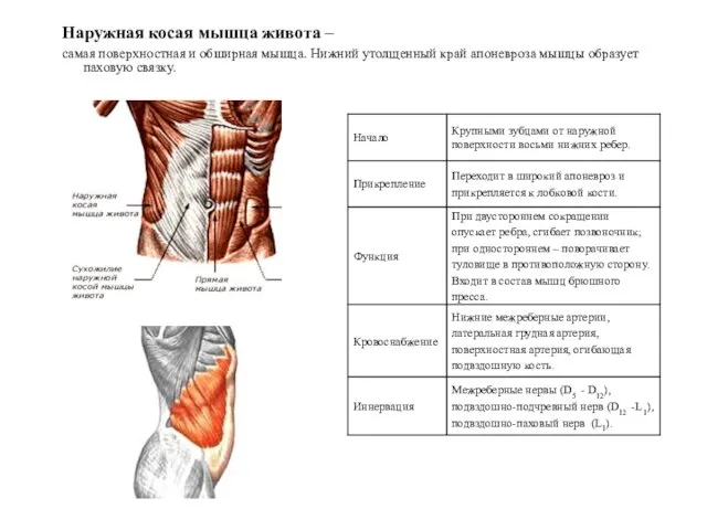 Наружная косая мышца живота – самая поверхностная и обширная мышца. Нижний утолщенный