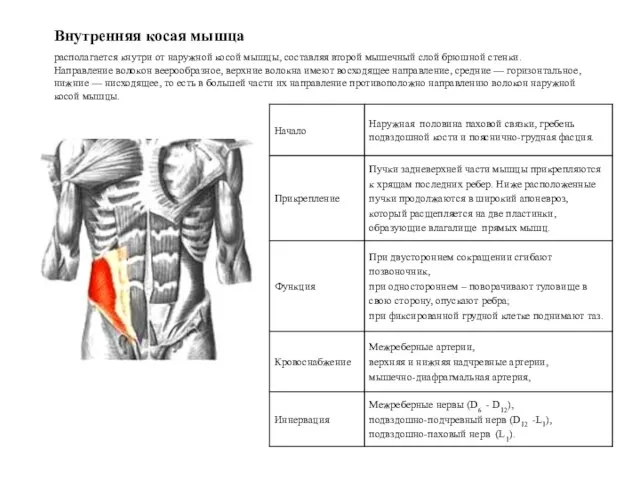 Внутренняя косая мышца располагается кнутри от наружной косой мышцы, составляя второй мышечный