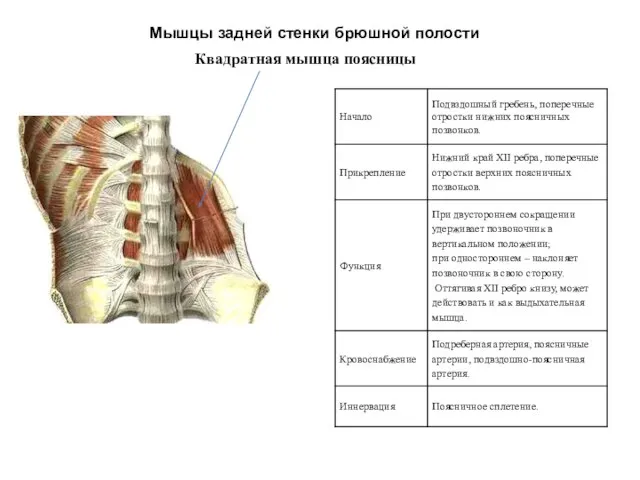 Мышцы задней стенки брюшной полости Квадратная мышца поясницы