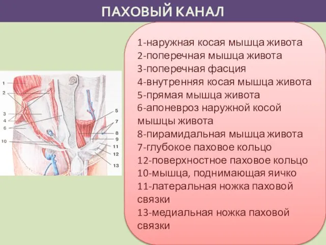 ПАХОВЫЙ КАНАЛ 1-наружная косая мышца живота 2-поперечная мышца живота 3-поперечная фасция 4-внутренняя