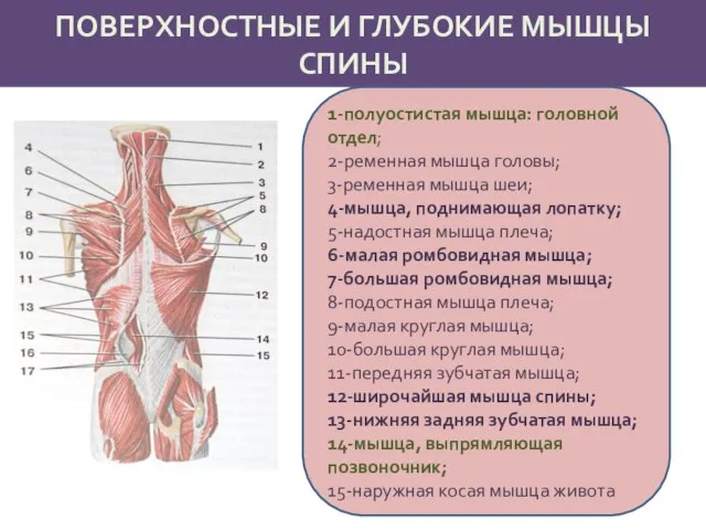 ПОВЕРХНОСТНЫЕ И ГЛУБОКИЕ МЫШЦЫ СПИНЫ 1-полуостистая мышца: головной отдел; 2-ременная мышца головы;