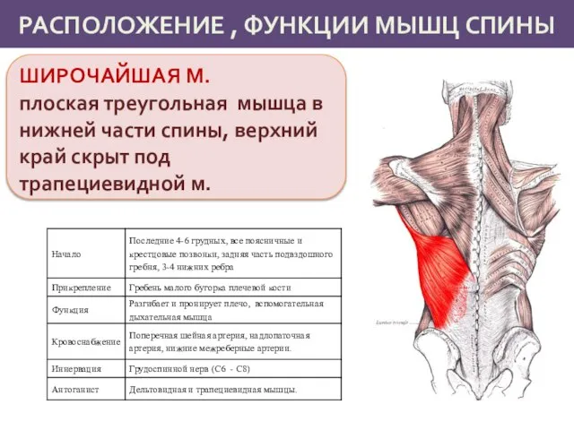 РАСПОЛОЖЕНИЕ , ФУНКЦИИ МЫШЦ СПИНЫ ШИРОЧАЙШАЯ М. плоская треугольная мышца в нижней