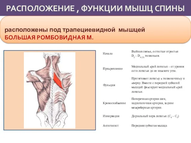 РАСПОЛОЖЕНИЕ , ФУНКЦИИ МЫШЦ СПИНЫ расположены под трапециевидной мышцей БОЛЬШАЯ РОМБОВИДНАЯ М.