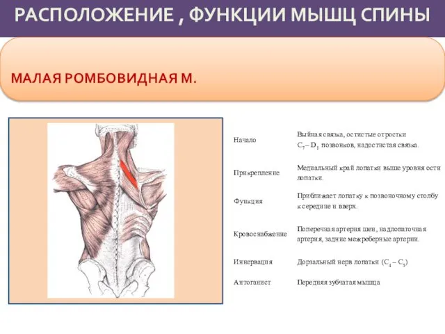 РАСПОЛОЖЕНИЕ , ФУНКЦИИ МЫШЦ СПИНЫ МАЛАЯ РОМБОВИДНАЯ М.