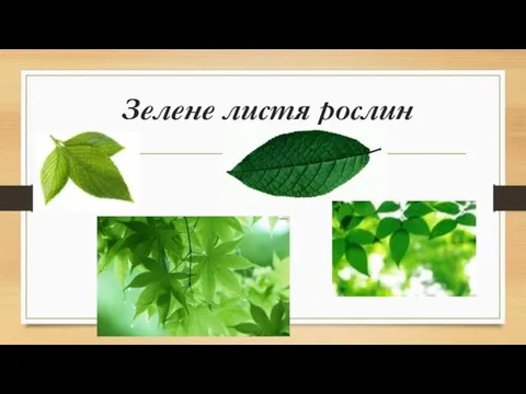 Зелене листя рослин