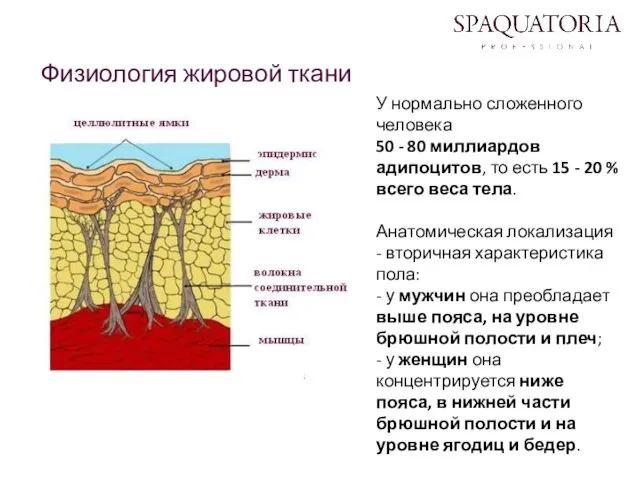 У нормально сложенного человека 50 - 80 миллиардов адипоцитов, то есть 15