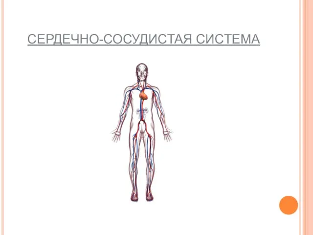 СЕРДЕЧНО-СОСУДИСТАЯ СИСТЕМА