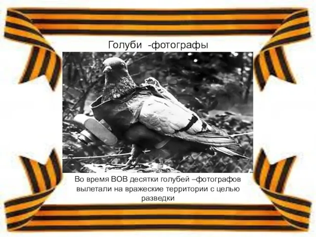 Голуби -фотографы Во время ВОВ десятки голубей –фотографов вылетали на вражеские территории с целью разведки