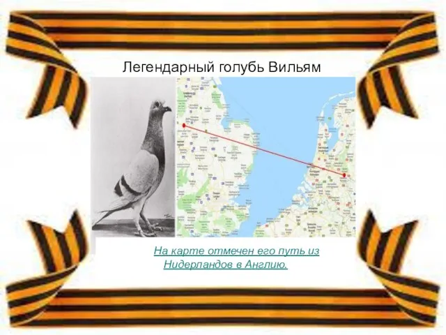 Легендарный голубь Вильям На карте отмечен его путь из Нидерландов в Англию.