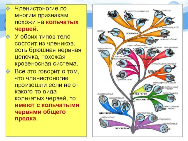 Членистоногие по многим признакам похожи на кольчатых червей. У обоих типов тело