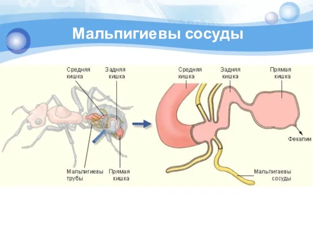 Мальпигиевы сосуды