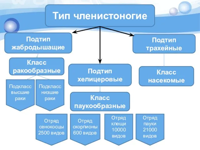 Тип членистоногие Подтип жабродышащие Класс ракообразные Подтип хелицеровые Класс паукообразные Класс насекомые