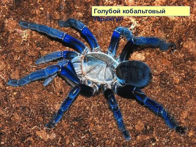 Голубой кобальтовый тарантул