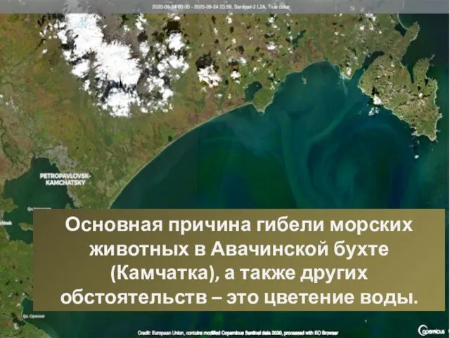 Основная причина гибели морских животных в Авачинской бухте (Камчатка), а также других