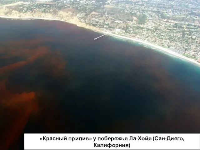 «Красный прилив» у побережья Ла-Хойя (Сан-Диего, Калифорния)