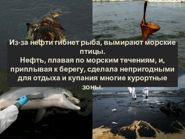 Из-за нефти гибнет рыба, вымирают морские птицы. Нефть, плавая по морским течениям,