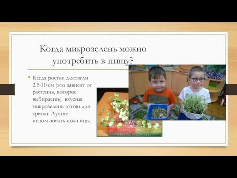 Когда микрозелень можно употребить в пищу? Когда ростки достигли 2.5-10 см (это