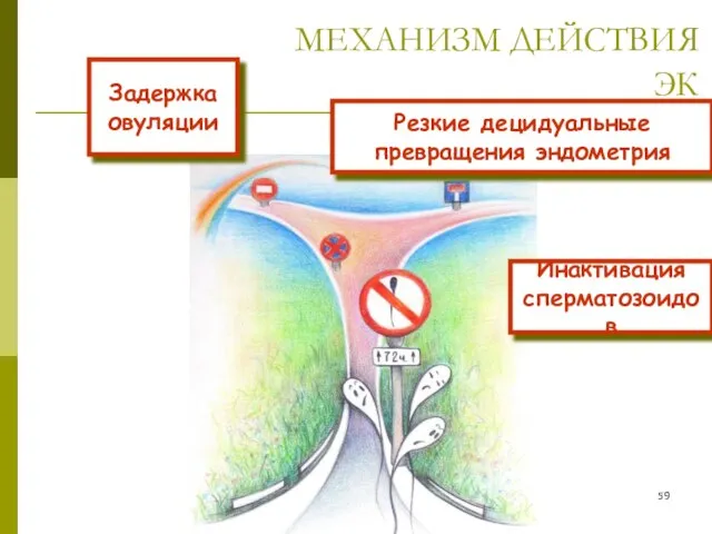 МЕХАНИЗМ ДЕЙСТВИЯ ЭК Инактивация сперматозоидов Резкие децидуальные превращения эндометрия Задержка овуляции