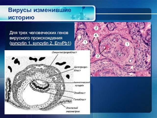 Вирусы изменившие историю Для трех человеческих генов вирусного происхождения (syncytin 1, syncytin 2, EnvPb1)