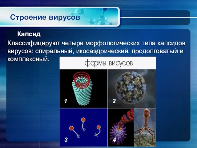Строение вирусов Капсид Классифицируют четыре морфологических типа капсидов вирусов: спиральный, икосаэдрический, продолговатый и комплексный.