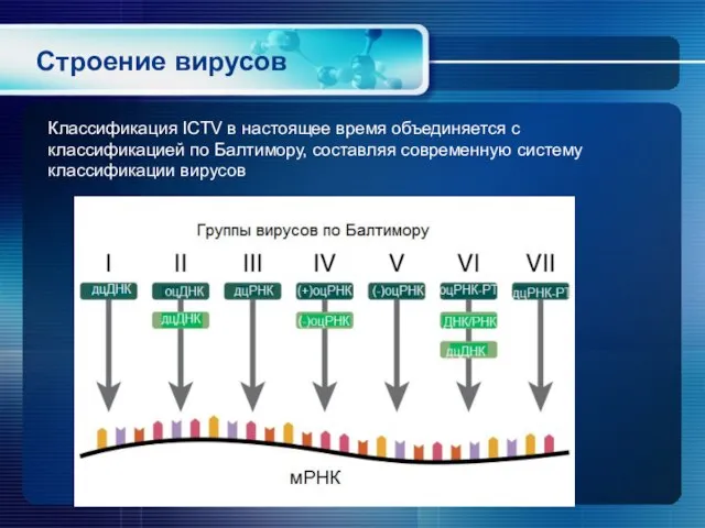 Строение вирусов Классификация ICTV в настоящее время объединяется с классификацией по Балтимору,