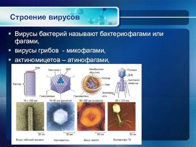 Строение вирусов Вирусы бактерий называют бактериофагами или фагами, вирусы грибов - микофагами, актиномицетов – атинофагами,