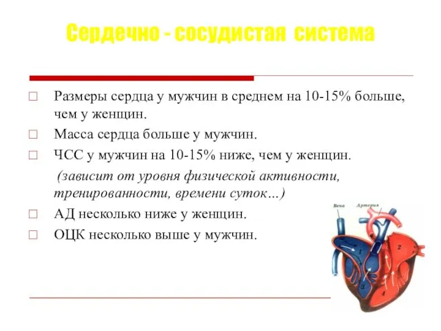 Сердечно - сосудистая система Размеры сердца у мужчин в среднем на 10-15%