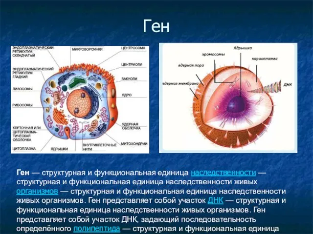 Ген Ген — структурная и функциональная единица наследственности — структурная и функциональная