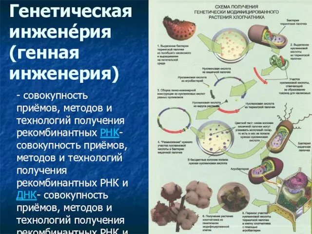 Генетическая инжене́рия (генная инженерия) - совокупность приёмов, методов и технологий получения рекомбинантных