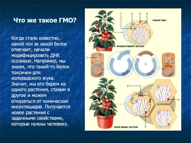 Что же такое ГМО? Когда стало известно, какой ген за какой белок