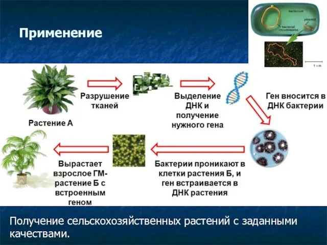 Применение Получение сельскохозяйственных растений с заданными качествами.