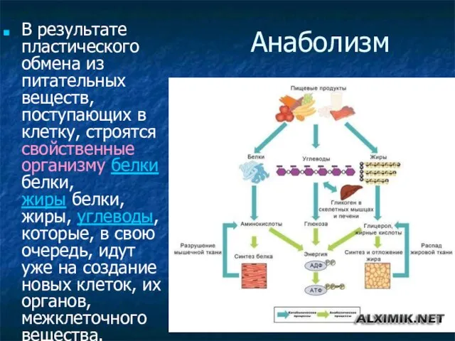 Анаболизм В результате пластического обмена из питательных веществ, поступающих в клетку, строятся