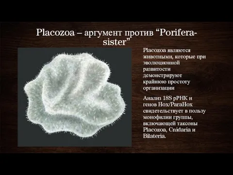 Placozoa – аргумент против “Porifera-­sister” Placozoa являются животными, которые при эволюционной развитости