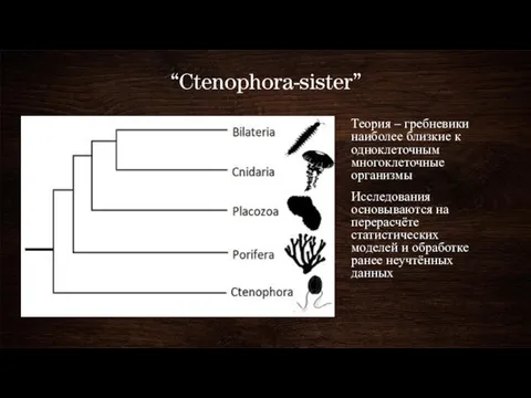 “Ctenophora-­sister” Теория – гребневики наиболее близкие к одноклеточным многоклеточные организмы Исследования основываются
