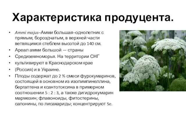 Ammi majus–Амми большая–однолетник с прямым, бороздчатым, в верхней части ветвящимся стеблем высотой