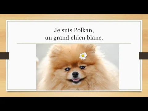 Je suis Polkan, un grand chien blanc.