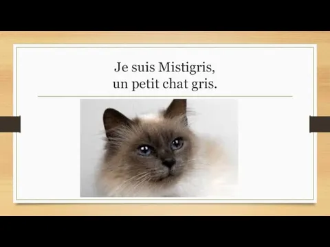 Je suis Mistigris, un petit chat gris.