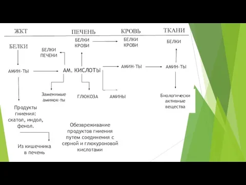 ЖКТ ТКАНИ КРОВЬ ПЕЧЕНЬ БЕЛКИ АМ. КИСЛОТЫ АМИН-ТЫ АМИНЫ ГЛЮКОЗА Заменимые аминок-ты