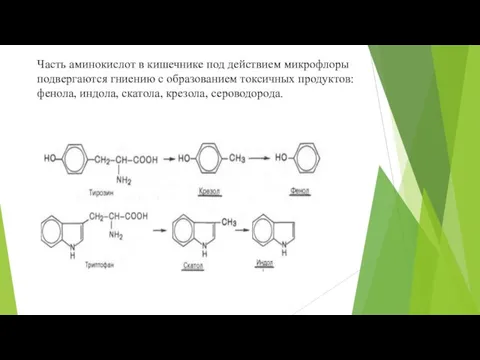 Часть аминокислот в кишечнике под действием микрофлоры подвергаются гниению с образованием токсичных