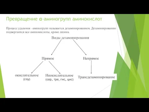 Превращение α-аминогрупп аминокислот Процесс удаления –аминогрупп называется дезаминированием. Дезаминированию подвергаются все аминокислоты,