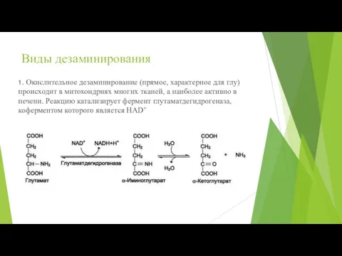 Виды дезаминирования 1. Окислительное дезаминирование (прямое, характерное для глу) происходит в митохондриях